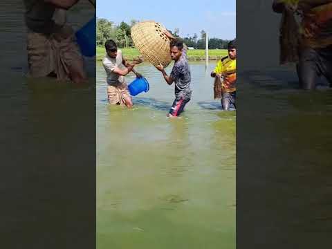 তারা #পুকুরে এত #বড় #মাছ দেখতে পেল