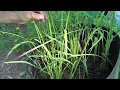 Wild Rice Cultivation Insights
