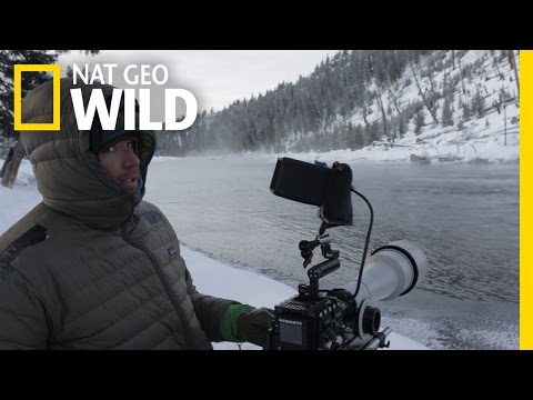 Behind the Scenes: Waiting for Bobcats | Wild Yellowstone
