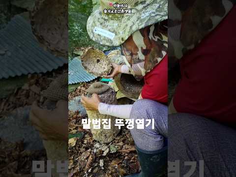 #통나무 설통속 말벌집 뚜껑열기 2편.opening the hornet's nest