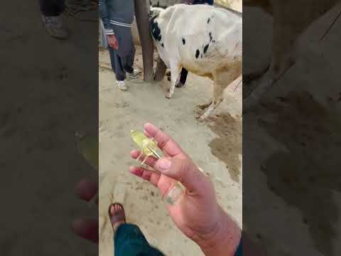 #animal #cow #dairyanimals #dairyfarming #animals #dairy #dairyindustry #animaldairyfarm #love #fun