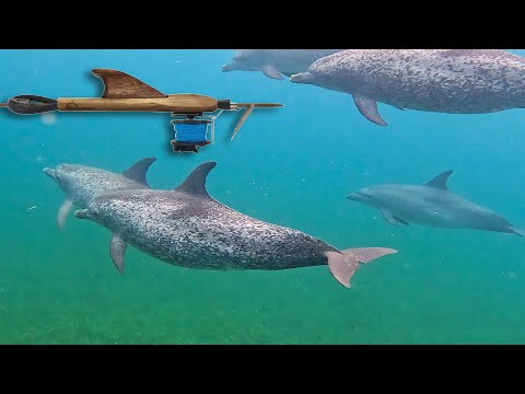 Spearfishing Dinner Island Style | Unforgettable Experience |