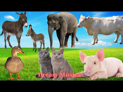 The Lively World of Farm Animals: Donkey, Elephant, Cow, Chicken, Cat, Pig - Animal Sounds