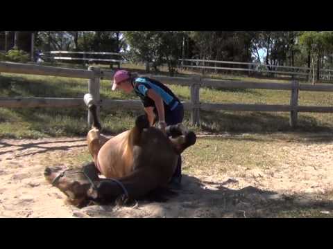 Horse laying on her back for belly rubs!