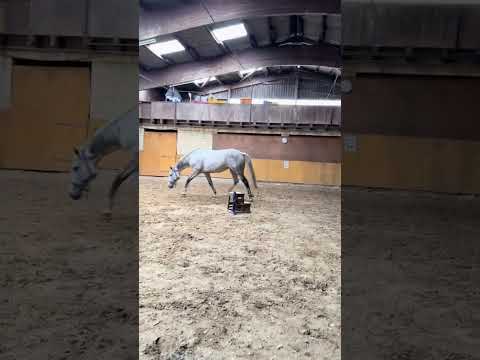 Welchem Pferd passiert das auch?Ein älteres Video 🥲 #horse #equestrianjourney #fail