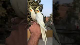 Cocktail Hand Tame Parrot Pair #talkingparrot #birds #viral #youtubeshorts #shorts