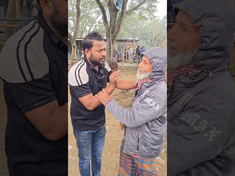 গরু বিক্রি চলছে ভাইরাল সাইফুল বেপারীর কুমিল্লা জেলার বিখ্যাত ঘারমোড়া গরুর হাটে