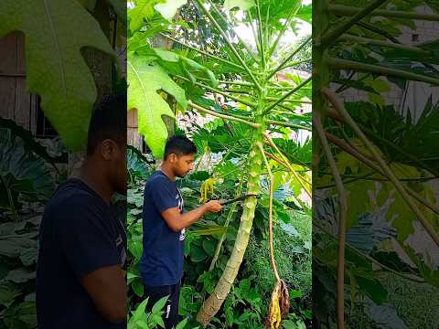 ছেলে পেঁপে গাছটি আজ কেটে ফেললাম#bengalivlog#minivlog#shorts