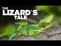 Anoles and Adaptive Radiation Concepts