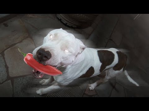 GRAVEI MEU CACHORRO SONAMBULO (ele tem uma doença)
