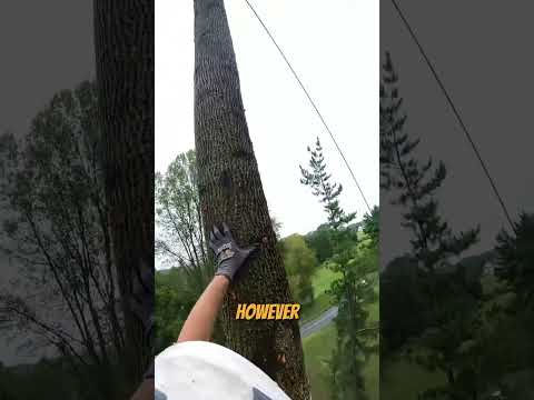 Arborist made a huge mistake #treefelling #treenearhouse #arborist #chainsaw #chainsawman