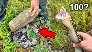 Can We Find 100 Snakes in a Day? - REDEMPTION?!?