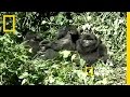 Mountain Gorilla Conservation Challenges