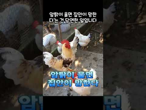 (유머 조크)암탉이 울면 집안이 망한다