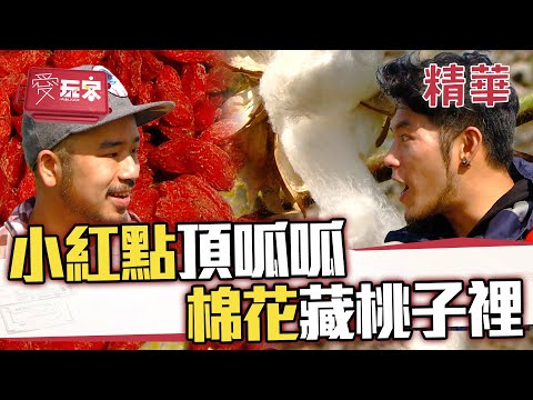 影響健康的小紅點 棉花都藏在一顆桃子裡【週一愛玩客】自由發揮精華｜20111226