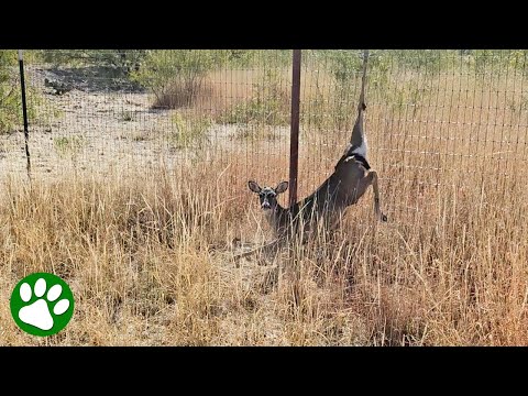 Drone pilot spots deer in trouble and immediately sets out to find her