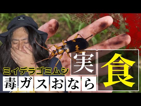 カエルの気持ちを知るがいい!屁っぴり虫を食べたら高熱の毒ガスが口腔内で爆発した【ミイデラゴミムシ】