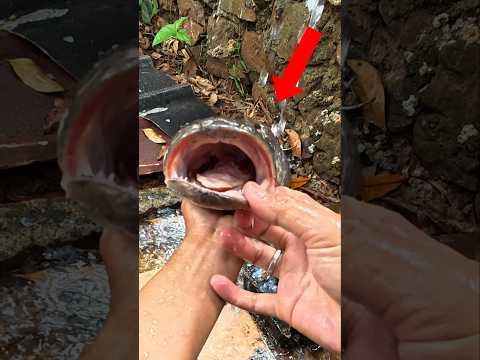 JANGAN ASAL TARO IKAN DI KULKAS‼️