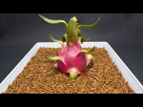 10.000 Worms Vs Dragon Fruit, Custard Apple