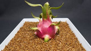 10.000 Worms Vs Dragon Fruit, Custard Apple