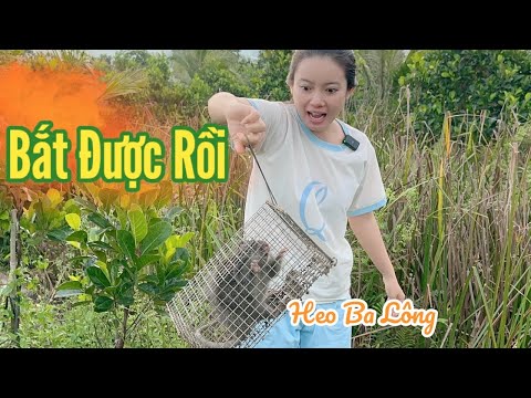 Cô Gái Quê ✅ Săn Thành Công Bầy Heo Ba Lông và Cái Kết Không ai Ngờ Tới Ở Cuối Video