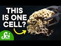 Exploring the Mysteries of Xenophyophores