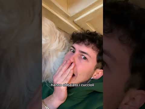 La Cagnetta fa i cuccioli! 🐶