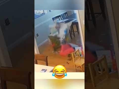 Funny Dog Compilation 😂😅