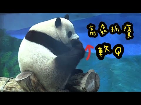 圓寶高處抓癢癢，腳抬好高超軟Q|熊貓貓熊The Giant Panda Yuan Yuan and Yuan Bao|台北市立動物園