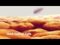Human Viruses and Vaccine Mechanisms