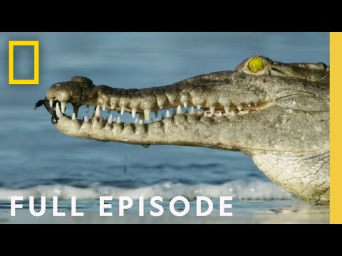 Oceans (Full Episode) | Hostile Planet