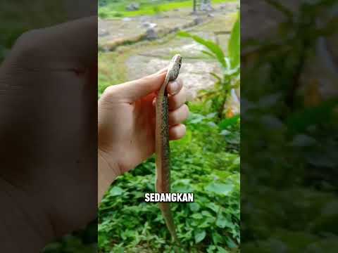 NEMU ULAR SEGITIGA!? 🤷‍♂😱 #hewanunik #faktaunik #hewan #ular #ularsawa #reptiles