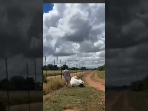 Funniest cow Video Ever 😁😁#funny #laugher #hillarious #crazy 😁😁😁