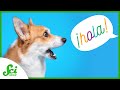 Understanding Dog Language Perception
