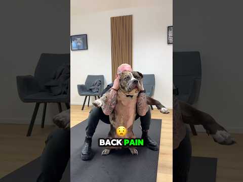 Dog’s years of pain FIXED!
