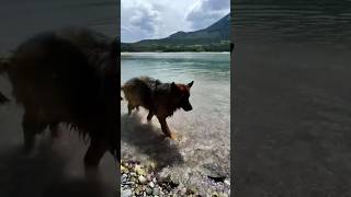 #germanshepherd #newmusic #alberta #kananaskis #SmallTowns #dominicfike l