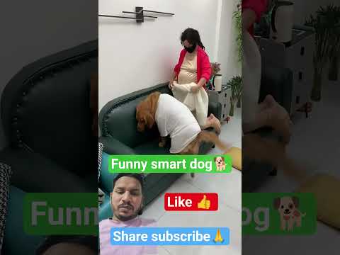 It's a bit cold on the floor, I'll sleep on the sofa instead. #Funny #Beautiful Woman #Dog