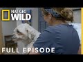 Animal Accident and Health Assessment
