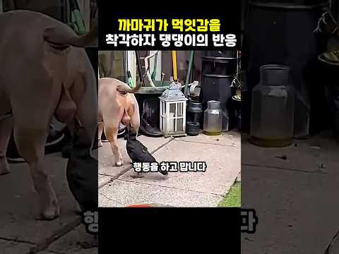 까마귀가 먹잇감을 착각하자 댕댕이의 반응