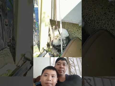 The rabbit's decisiveness startled the cat. #shortvideo #funny #viral #viralvideo #animals
