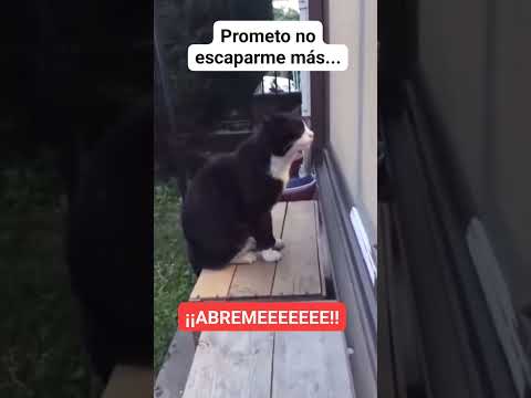 🤭ABREME mamá prometo portarme BIEN😍🙏🔴😱💯🤭 #cat #cats #amor #humor #feed #reels #omg #shorts #funny