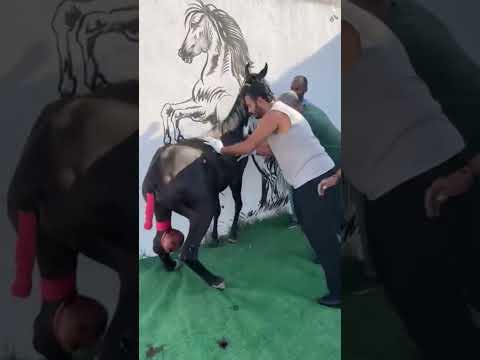 عملية جراحية للمهرة شفاء