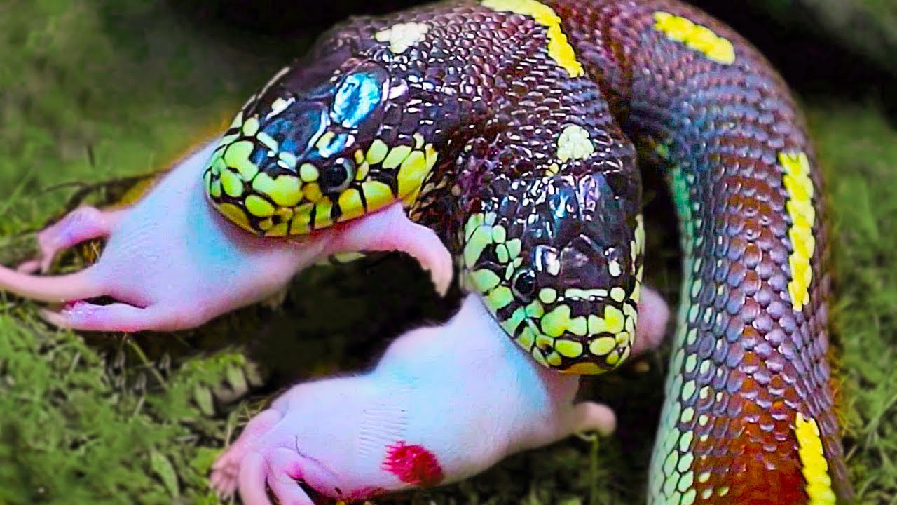 20 Snakes You Should Fear The Most￼