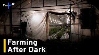 YouTube video thumbnail:  Japan Farmers Shift To Night Shifts To Escape Extreme Heat