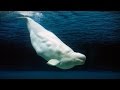 Understanding the Underwater Soundscape and Climate Change