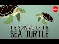 Sea Turtle Conservation and Biology