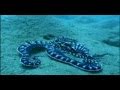 Mimic Octopus Facts and Trivia