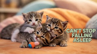 Cuddly Kittens Who Can’t Stop Falling Asleep