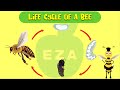 Honeybee Life Cycle and Behavior
