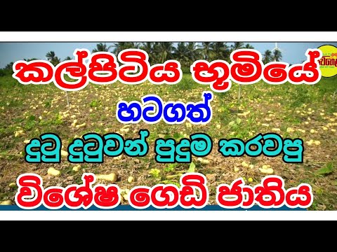 කල්පිටියේ වැලි බිම් වල මහා පුදුමය #siwhelatv #sampathbandara